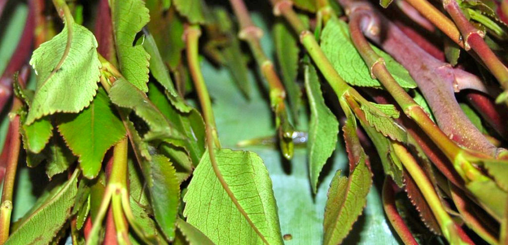 Khat leaf