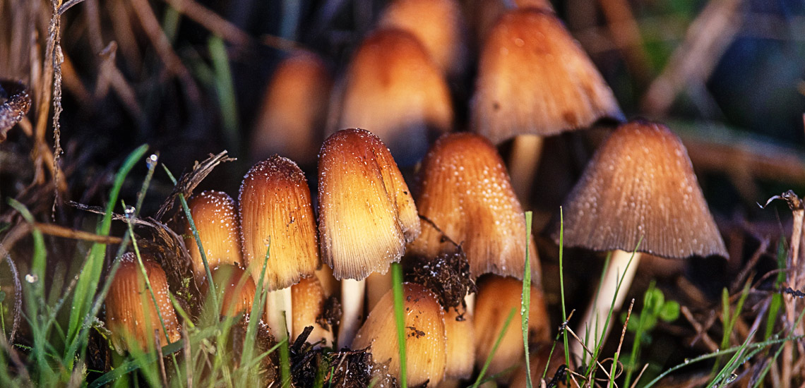 10 ways to Identify Magic Mushrooms | De Medicines