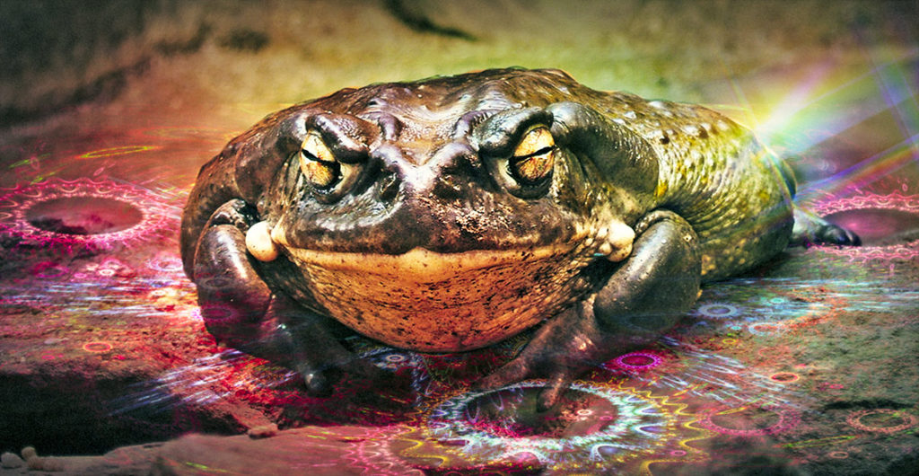 Bufo alvarius Basic Info De Medicines