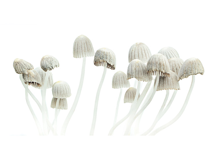 magic mushrooms with white background