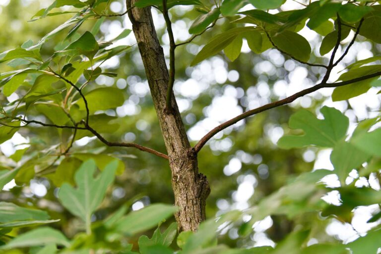 Sassafras MDA